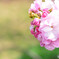 桜の通り抜け　桜