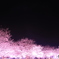 夜桜