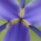 何の花？？