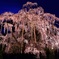 三春滝桜