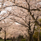 桜トンネル