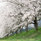 桜並木