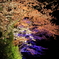 夜桜