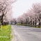 桜並木