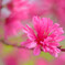 菊桃a