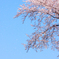 桜の木
