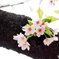 cherry blossom