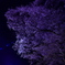 牛代のみずめ桜