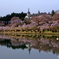 里山の公園に春が来た
