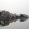 彦根城外堀の桜