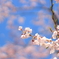 作例みたいな桜