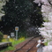 桜からのご褒美
