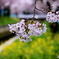 花のある風景　４