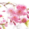 桜2016
