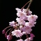 枝垂れ桜