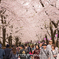 赤城南面千本桜.1