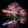 房総の夜桜