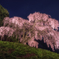 夜桜