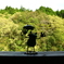かえるさま。