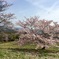 桜吹雪