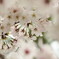 夙川の桜