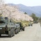 桜と戦車