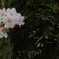 苔桜