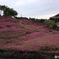 芝桜のじゅうたん