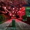 夜桜神社