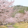 春　桜　公園