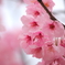 初めての桜