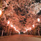 夜桜