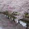 桜満開ー水面も満開ー