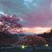 夕景の桜