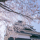 熊本城と桜