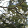 白桜2