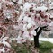 雪桜
