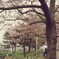 桜の木