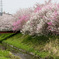 IMG_0174raw