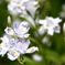 Fringed iris