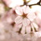 大原三千院の桜