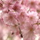 平安神宮の桜