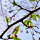 散る桜