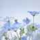 Blue..✲