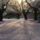 桜の光のある道で