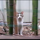 竹林の猫