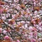 大阪造幣局の桜-2016