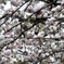 大阪造幣局の桜-2016
