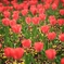 Decorate the spring