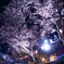 夜桜１